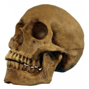 SKULL CRANIUM HALLOWEENE RESIN